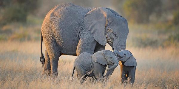 Mom and baby elephants