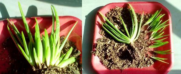 Transplanting Aloe