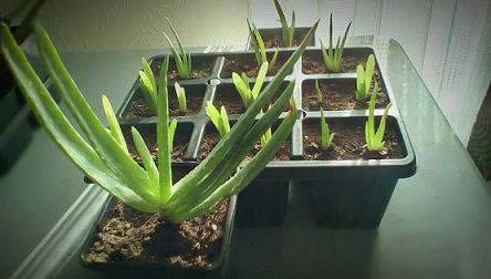 aloe family