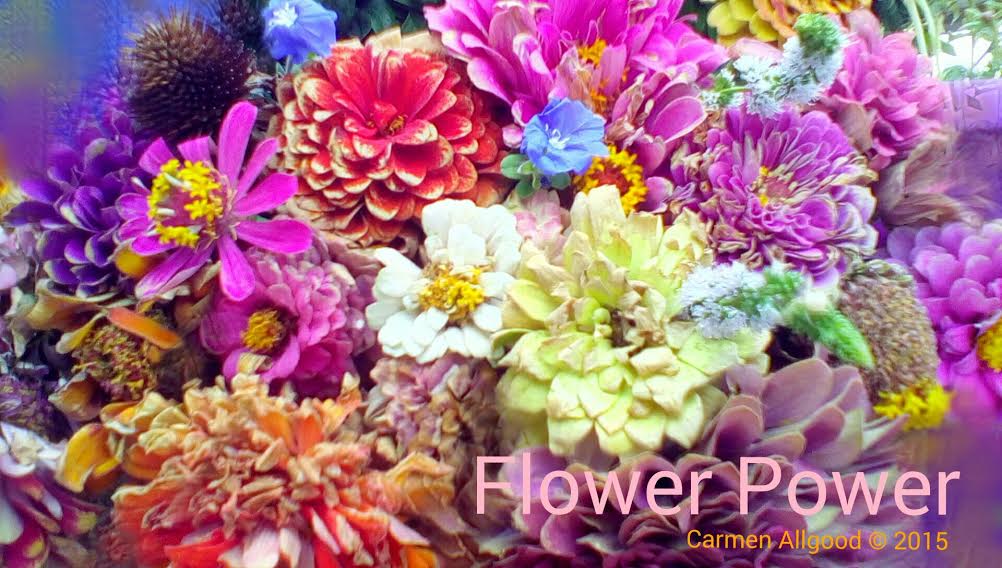 zinnia flowers