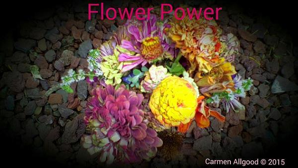 zinnias on the rocks