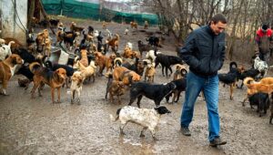 dogs at sanctuary