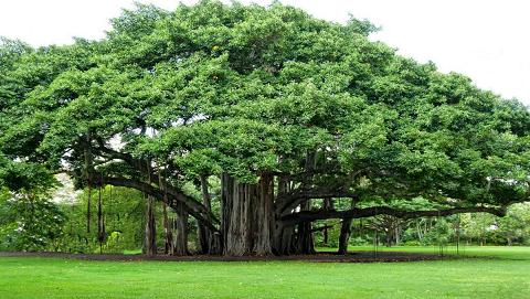 he Banyan Tree is happy to help bowl the world over!