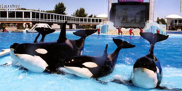 orcas at seaworld