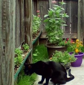 cat and grass