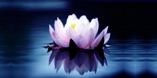 lotus flower