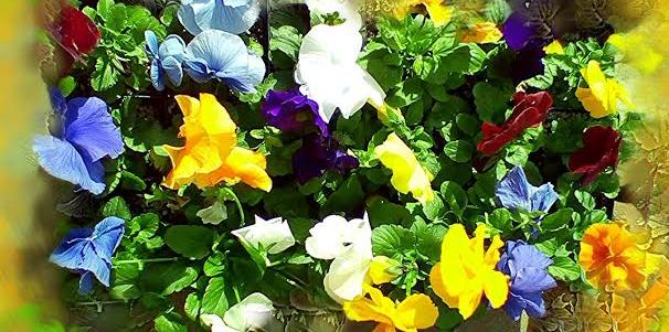 Flat of pansies