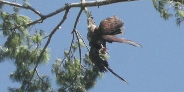 bird hung up on rope